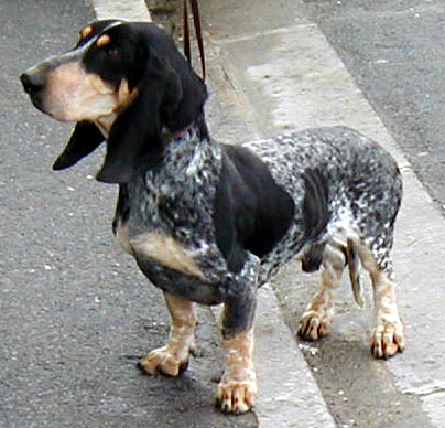 BASSET ALBASTRU DE GASCONIA